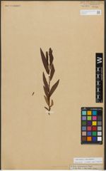 Foto von Salix triandra L. x Salix viminalis L.